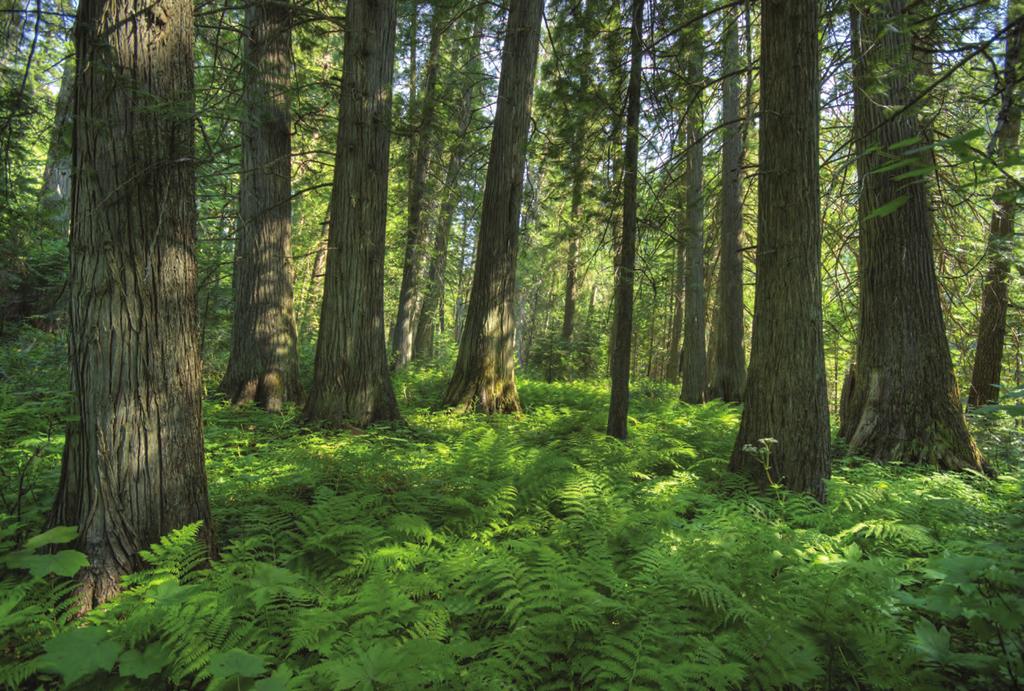 Going Green Has Never Felt So Good While all of Helo s wood packages are manufactured with materials from carefully selected suppliers and forests, a Helo sauna package constructed of FSC certified