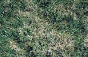 30-3-3 Nitrogen makes grass plants grow and become