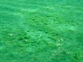 Poa trivialis Controlling Perennial Grasses Rough Bluegrass Poa trivialis Velvetgrass
