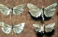 Sod webworm (lawn moth) Diseases Source: