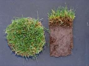 g., tall fescue). Inert Matter Usually empty seed shells, but still part of the weight of the package.