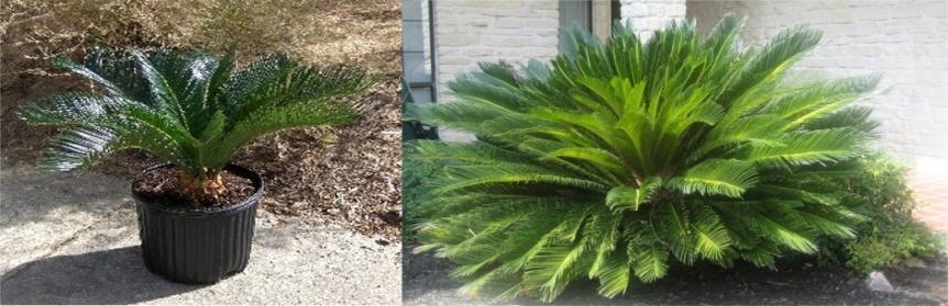 If you want a particular plant next to your front door, it might get so big in a few years you'll have to transplant it.