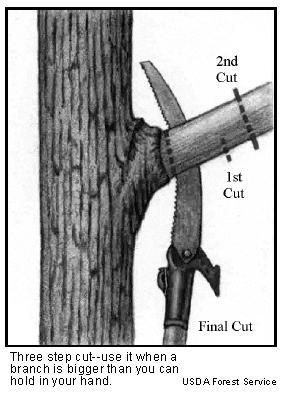 If the branch to be pruned is larger than you can control easily it necessary to make a 3-part cut to ensure that the bark does not tear down the limb or trunk, resulting in an embarrassing scar and