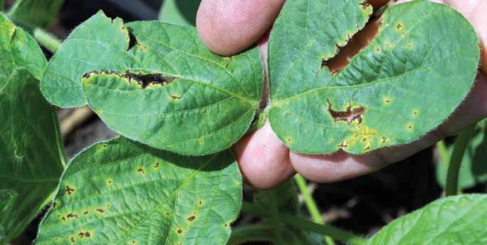 Foliar Diseases Bacterial Blight Pseudomonas syringae Bacterial blight is a very common foliar disease of soybean throughout the North Central region, but it seldom causes serious yield loss.