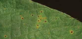 Foliar Diseases Bacterial Pustule Xanthomonas axonopodis pv.