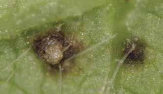 Symptoms may be mistaken for bacterial blight, Septoria brown spot or soybean rust. Diseased plants are usually widespread within a field.