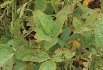 Infection occurs through leaf stomates or wounds. Rainy weather favors disease development. Unlike bacterial blight, high temperatures do not slow disease development.