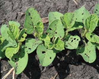 Foliar Diseases There are three potential sources of BPMV: overwintered bean leaf beetles, perennial host species (e.g., Desmodium species) and infected seed (usually less than 0.1 percent).