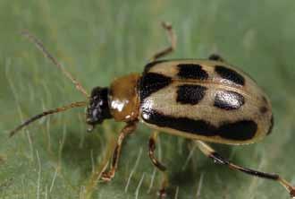 Bean leaf beetle Variety selection: Although tolerance to BPMV infection has been identified in soybeans, commercial varieties are not clearly characterized for this trait.