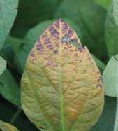 As disease develops, affected leaves may become leathery and dark purple with bronze highlights. Symptoms may be confused with sunburn. Discoloration may extend to the upper stems, petioles and pods.