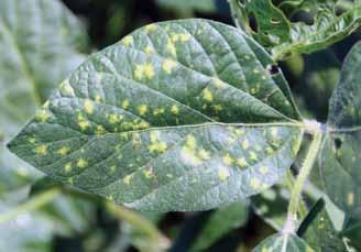 Foliar Diseases Downy Mildew Peronospora manshurica SEED transmitted Downy mildew is a very common foliar disease of soybeans, but it seldom causes serious yield loss.