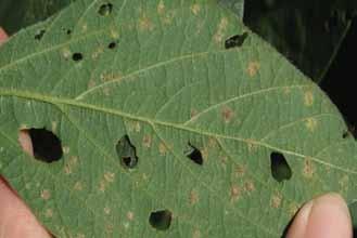 Lesions occur on upper surfaces of leaves as irregularly shaped, pale green to light yellow spots that enlarge into pale to bright yellow spots. Older lesions turn brown with yellow-green margins.