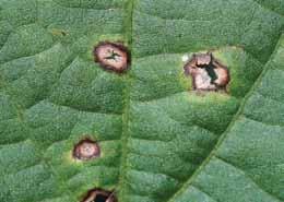 On leaves, lesions are small, irregular to circular and gray with reddish-brown borders that most commonly occur on the upper leaf surface.