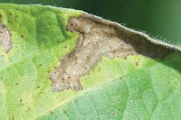 Lesions most often occur on leaves and are circular, oval and irregular or V-shaped.