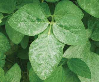 Symptoms and Signs The most common and characteristic sign of powdery mildew is white, powdery fungal growth that can cover all aboveground plant parts, particularly the upper surface of
