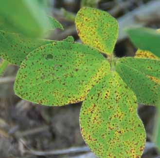 Foliar Diseases Septoria Brown Spot Septoria glycines Brown spot is the most common foliar disease of soybean.