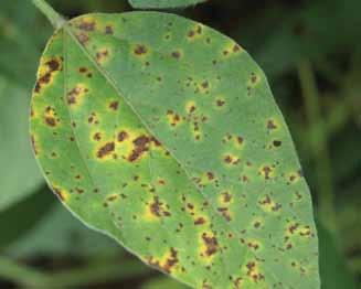 Diseased plants are usually widespread within a field. Symptoms Symptoms are typically mild during vegetative growth stages of the crop and progress upward from lower leaves during grain fill.