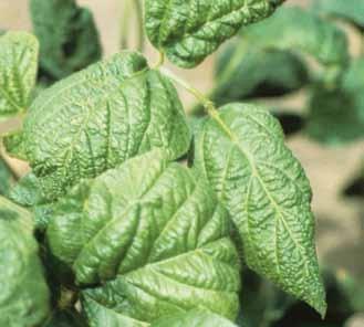 Foliar Diseases Soybean Mosaic Soybean mosaic virus SEED transmitted Soybean mosaic is a viral disease of soybean and other legumes caused by Soybean mosaic virus (SMV).