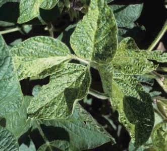 Soybean mosaic does not generally affect yield; although infected plants may produce fewer and smaller seeds, the major concern with SMV is reduced seed quality due to mottled soybeans.