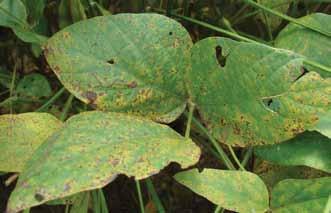 Foliar Diseases Soybean Rust Phakopsora pachyrhizi Soybean rust is an aggressive disease capable of causing defoliation and significant yield loss.