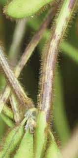 Symptoms and Signs Infected seed may or may not show symptoms. When seed symptoms do occur, they appear as brown discoloration or small gray areas with black specks.