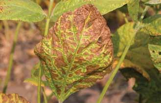 Stem and Root Diseases Brown Stem Rot Phialophora (Cadophora) gregata Brown stem rot (BSR) is an economically important disease of soybean in Iowa and throughout the North Central soybean growing