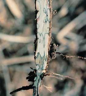 Stem and Root Diseases Charcoal Rot Macrophomina phaseolina SEED transmitted Charcoal rot can be an important disease and is most yield-limiting when weather conditions are hot and dry.