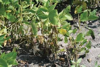 Stem and Root Diseases Fusarium Wilt and Root Rot Fusarium species Fusarium is a very common soil fungus, and more than 10 different species are known to infect soybean roots and cause root rot.
