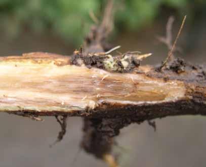 Symptoms Symptoms of Fusarium wilt are more noticeable under reduced moisture and hot conditions and are often misdiagnosed as those of Phytophthora root rot.