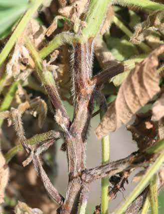 Stem and Root Diseases Phytophthora Root and Stem Rot Phytophthora sojae Phytophthora root and stem rot is an economically important disease of soybeans that is most severe in poorly drained soils.
