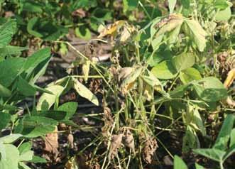 Early season symptoms include seed rot and pre- and post-emergence damping off. Stems of infected seedlings appear water-soaked, while leaves may become chlorotic and plants may wilt and die.
