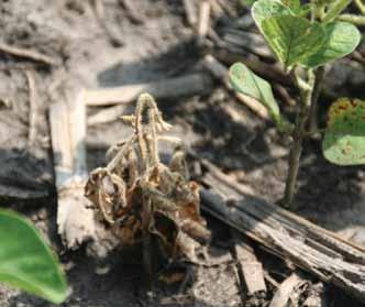 Stem and Root Diseases Pythium Root Rot Pythium species Pythium is primarily a seedling disease. Early planting dates increase the risk of disease in Iowa.