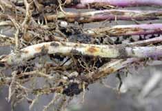Stem and Root Diseases Rhizoctonia Root Rot Rhizoctonia solani Rhizoctonia root rot is one of the most common soilborne diseases of soybeans.