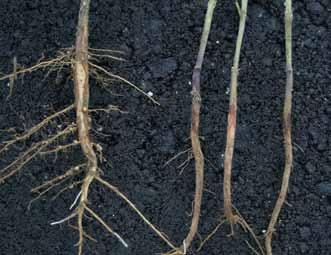 The root rot phase may persist into late vegetative to early reproductive growth stages. Older infected plants may be stunted, yellow and have poor root systems.