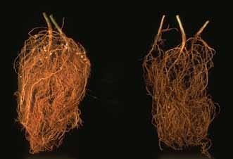 Stem and Root Diseases depending on planting date, soil temperature, length of the growing season, host suitability, geographic location and maturity group of the soybeans.