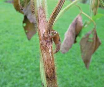 Stem and Root Diseases * SEED transmitted Stem Canker Diaporthe phaseolorum var. caulivora (northern stem canker) and D. phaseolorum var. meridionalis (southern stem canker) There are two similar but distinct stem canker diseases.