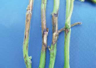 Infected plants usually occur in patches within the field.