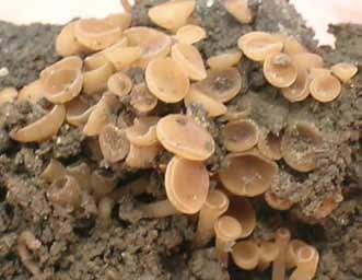 Stem and Root Diseases White Mold (Sclerotinia stem rot) Sclerotinia sclerotiorum SEED transmitted White mold is more correctly called Sclerotinia stem rot.