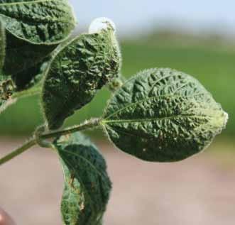 Although symptoms on individual plants may change by becoming progressively better or worse, the area of a field that is affected will not increase over time.