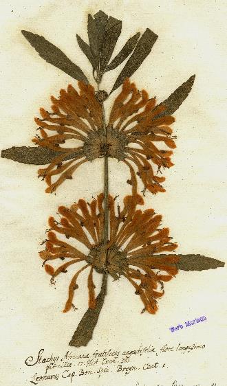 HISTORY & HERITAGE A HISTORY OF THE GARDEN & HERBARIA Join this course, brand new to Oxford, in which we will delve into the history of the oldest Botanic Garden in Britain and its associated
