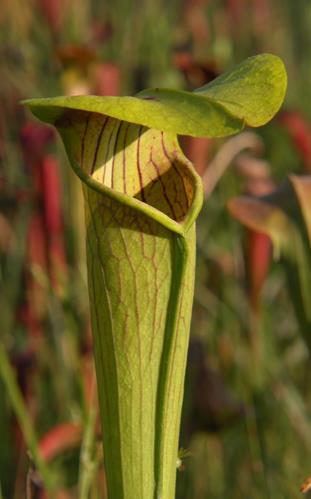 30 CARNIVOROUS PLANTS FOR BEGINNERS Carnivorous plants are fascinating and unusual plants to grow, and they're not difficult once you know their likes and dislikes.