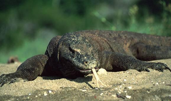 Komodo National Park, Indonesia (x) contain the most important and significant natural habitats for in-situ conservation of biological diversity, including those containing threatened species of