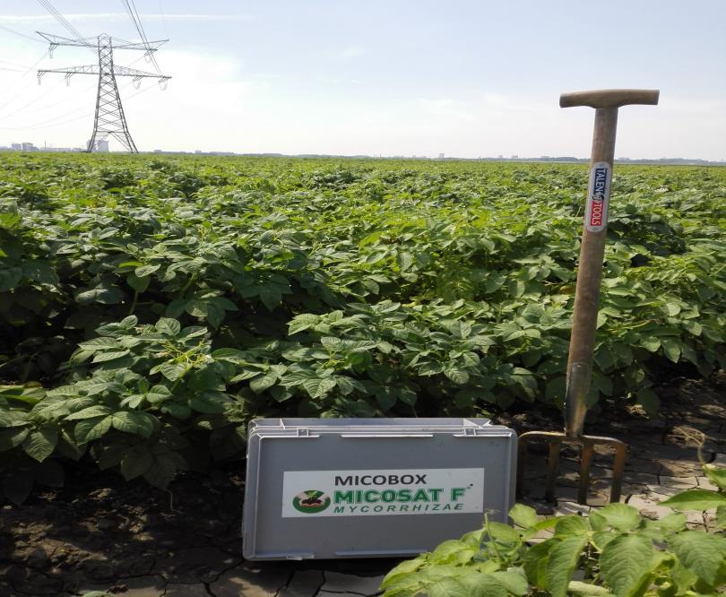 the potatoes are improved with the application of Micosat.