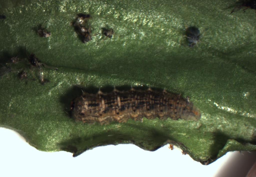 However, because aphids have high reproductive rates and molt rapidly, so repeat applications are typically required.