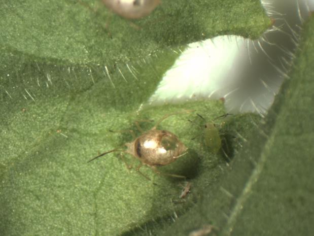 If you are unsure of the species of aphids you may have or have multiple species, mixtures of different aphid parasitoids are commercially available.