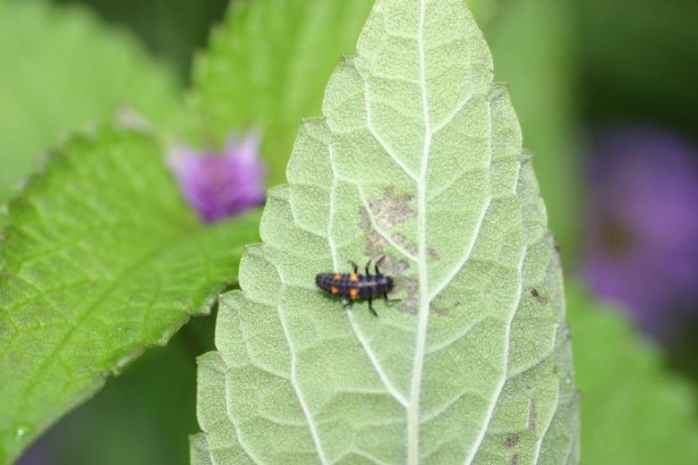 Figure 6: Ladybird beetle larvae. Photo by L. Pundt Tips for Use Adults can be refrigerated until released. Release in the evening or early morning, near aphid colonies when the vents are closed.