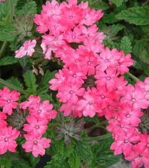 Verbena 'Homestead Pink' (Vervain) Bright clear pink flowers May to frost much like V. 'Homestead Purple'.