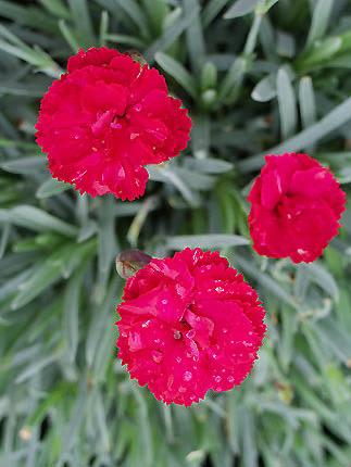 Dianthus 'Frosty Fire' (Border Pinks) Dark rosy-red fragrant semidouble flowers in May-June above clean blue-gray