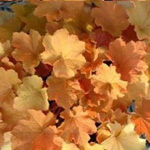 Heuchera villosa 'Caramel' (Coral Bells) Leaves are gold in spring with purple undersides, a rich honeyapricot all summer, becoming amber-colored in fall.