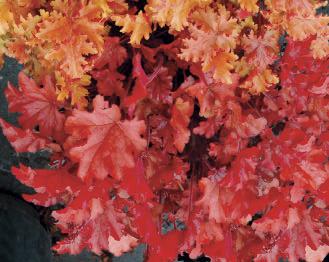 Heuchera 'Peach Flambe' (Coral Bells) Flaming orange-red new foliage becomes a more subdued peachy-plum in fall.